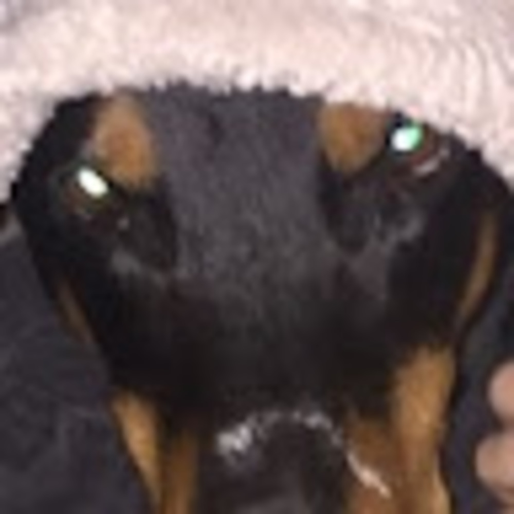 Meet your Posher, Zin